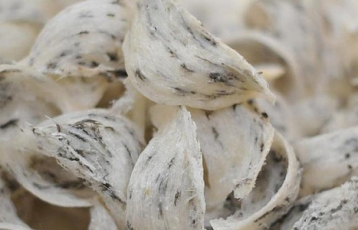 Phân biệt tổ yến thật - giả