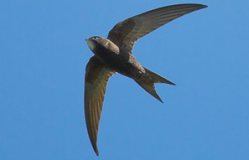 Loài chim có thể bay 10 tháng liên tục không cần đậu