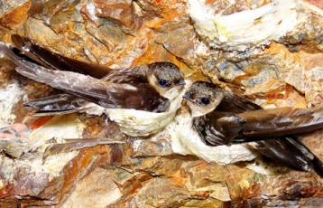 Việt Nam xuất khẩu hơn 100 triệu USD tổ yến mỗi năm