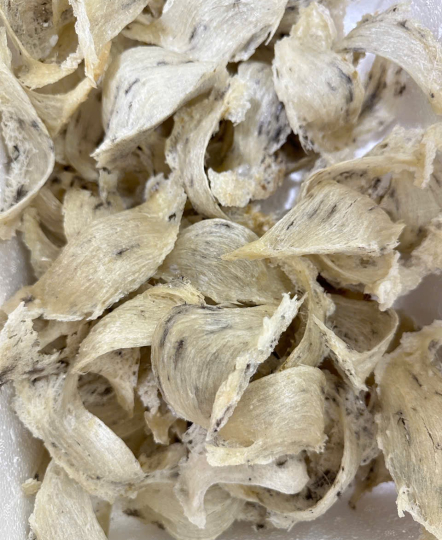 Yến thô ít lông